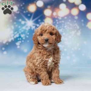 Salley, Mini Goldendoodle Puppy